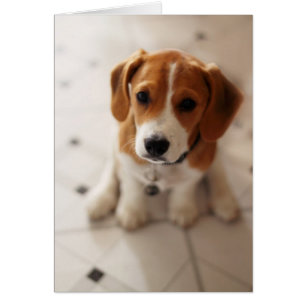 Chiot 2 de beagle