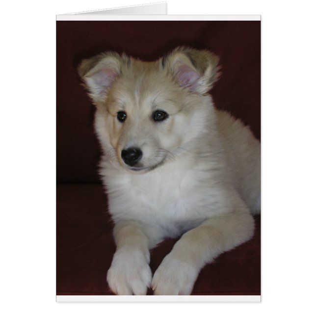 chiot à chiens de schetland (Devant)