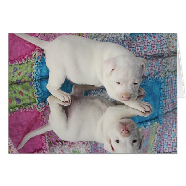 Chiot âgé sauvé de 4 semaines (Devant horizontal)