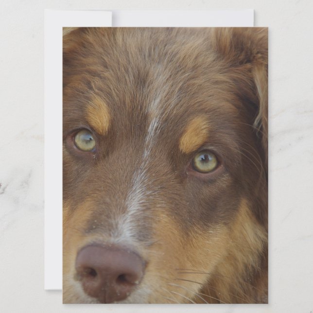 chiot Aussie rouge tricolore (Devant)