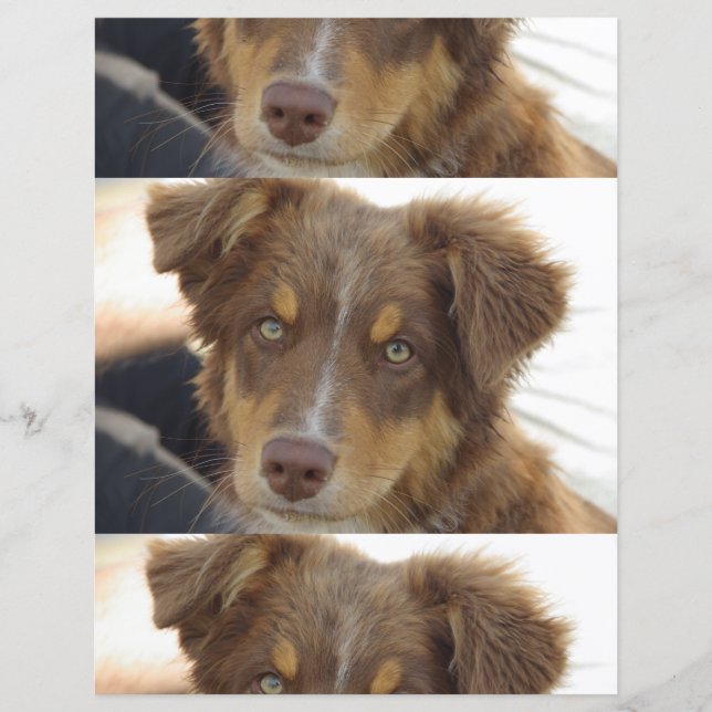 chiot Aussie rouge tricolore (Devant)