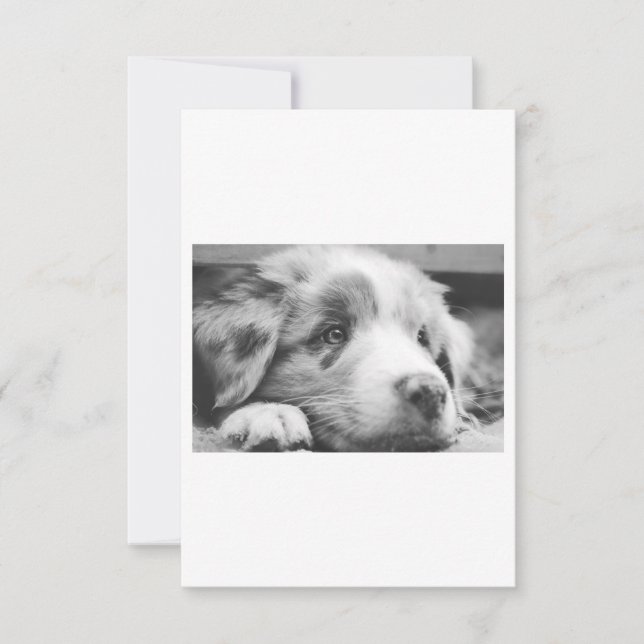 chiot australien (Devant)