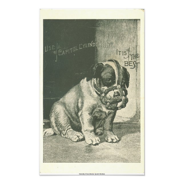 Chiot avec Ephemera de museau Photo Imprimer (Devant)