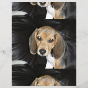 Chiot beagle 2