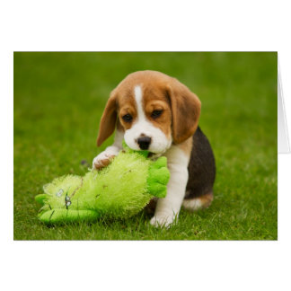 Chiot Beagle doux avec peluche