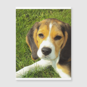 chiot beagle.png
