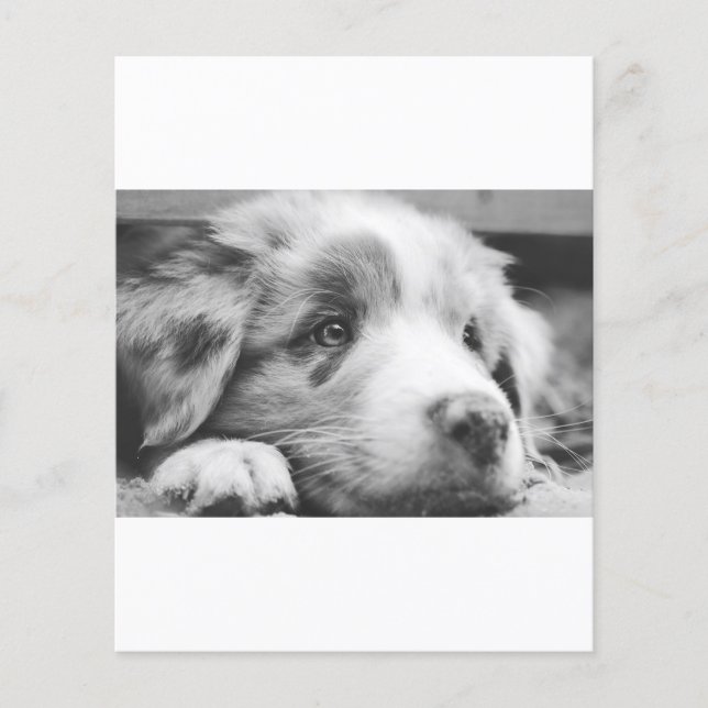 chiot berger australien nb (Devant)