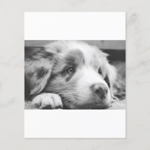 chiot berger australien nb