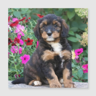 Chiot bernedoodle en pétunias
