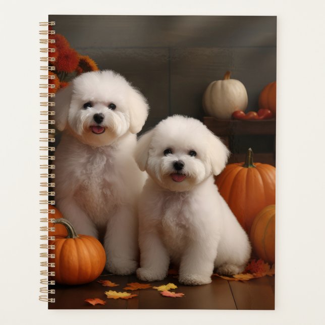 Chiot Bichon Frise Délice d'Automne Citrouille  (Devant)