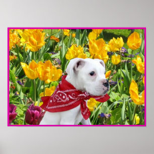 Chiot blanc de boxeur en affiche de tulipes