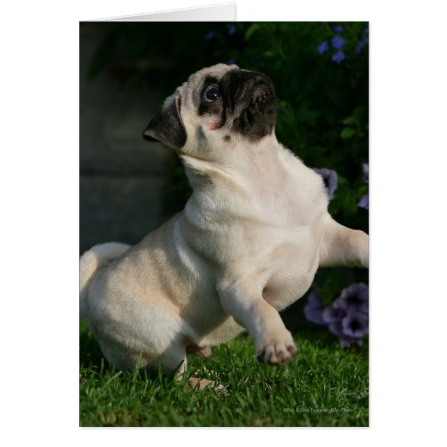 Chiot Carlin inconnu (Devant)