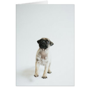 Chiot Carlin mignon