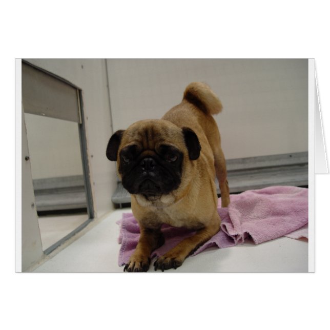 chiot carlin.png (Devant horizontal)