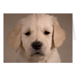 Chiot. Carte par cARTerART