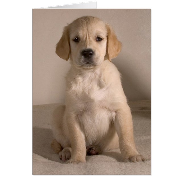 Chiot. Carte par cARTerART (Devant)