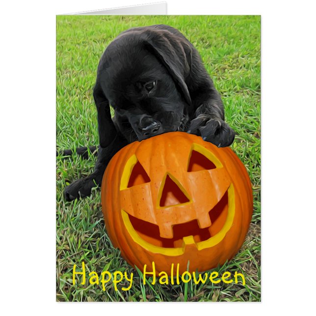 Chiot Citrouille Halloween - Black Lab (Devant)