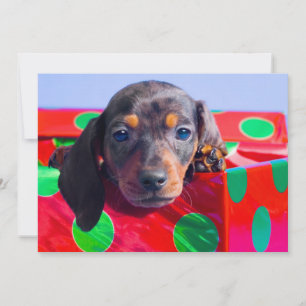 Chiot Dachshund dans la boîte cadeau