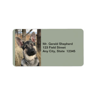 Chiot dans un Étiquette de adresse de terrain