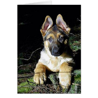 Chiot de berger allemand