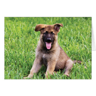 Chiot de berger allemand