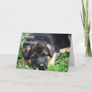 Chiot de berger allemand - carte d'anniversaire