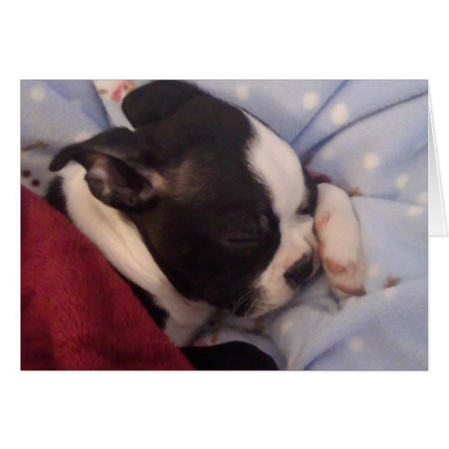 Chiot de Boston Terrier BLANK (Devant horizontal)