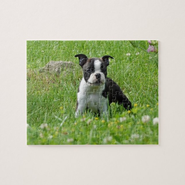Chiot de Boston Terrier dans le puzzle de pré (Horizontal)