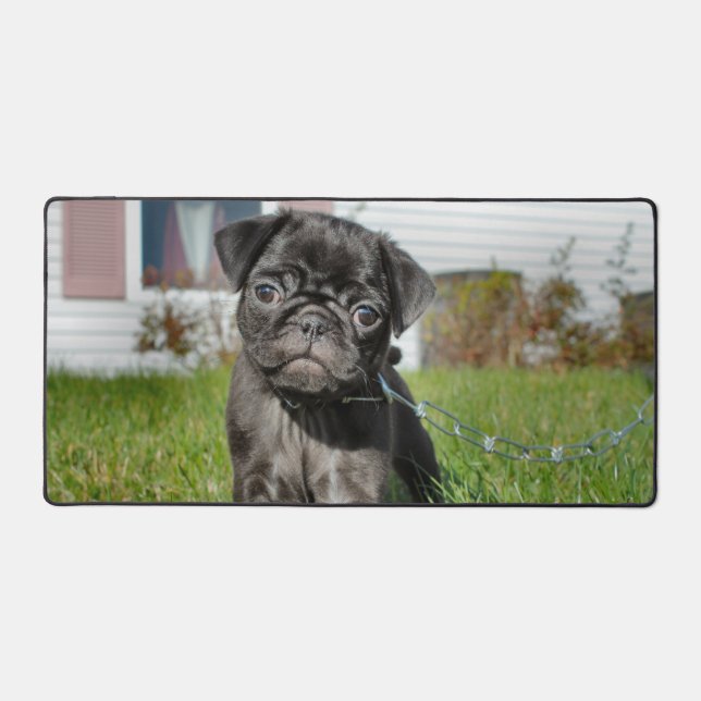 Chiot de Carlin noir (Recto)