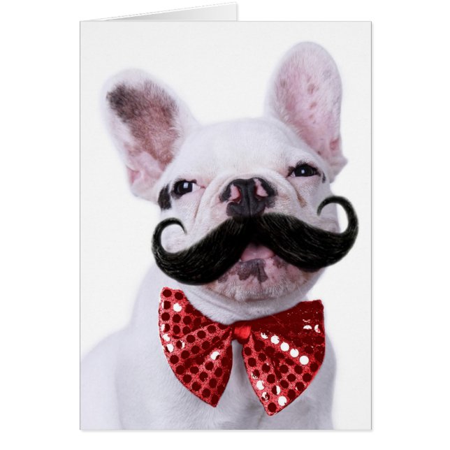 Chiot de chien de Taureau de Français avec la (Devant)