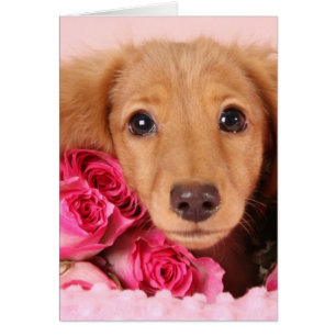 Chiot de Dachshund Entouré de Roses