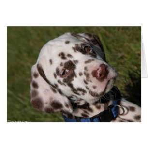 Chiot de Dalmate de foie