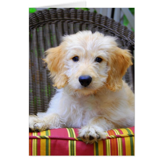 Chiot de Doodle Doré (Devant)