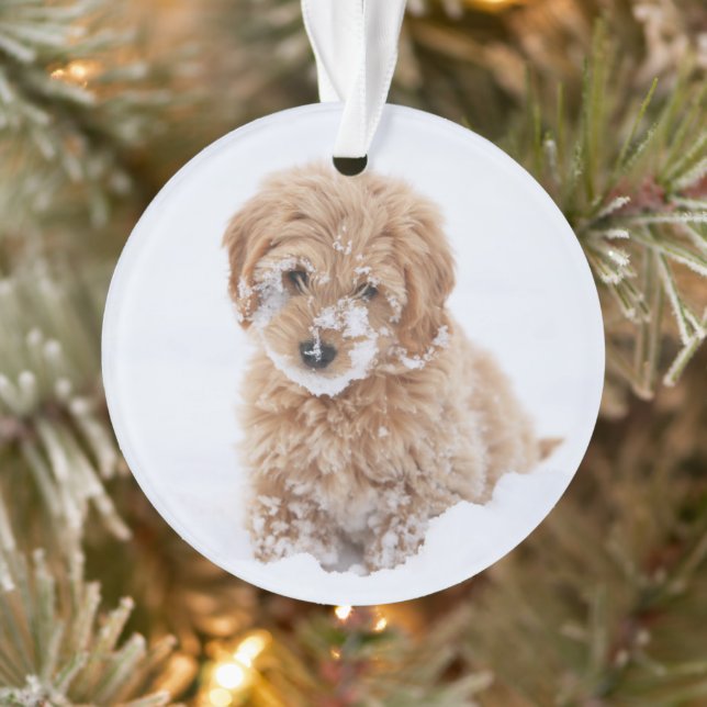 Chiot De Goldendoodle Avec La Neige À La Face (Arbre)