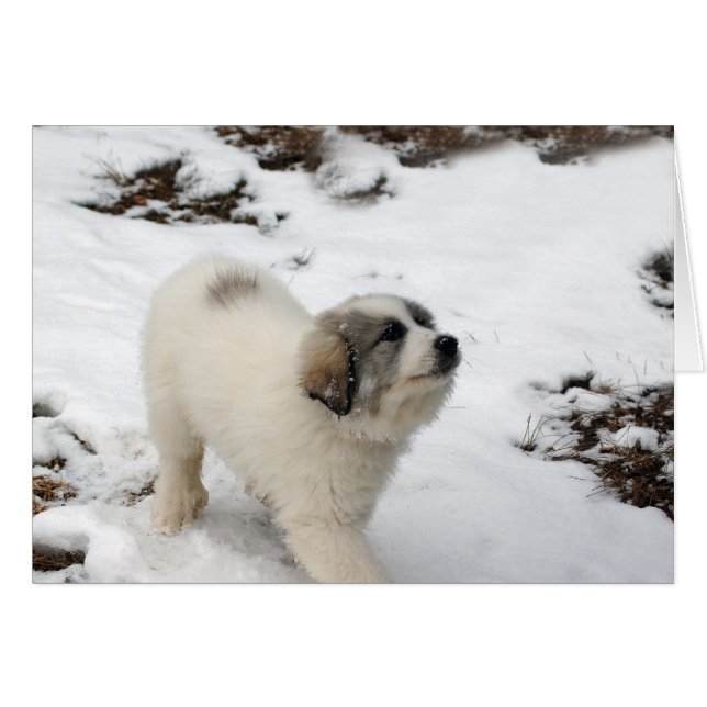 Chiot de Grands Pyrénées (Devant horizontal)