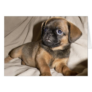 Chiot de griffon de Bruxelles !