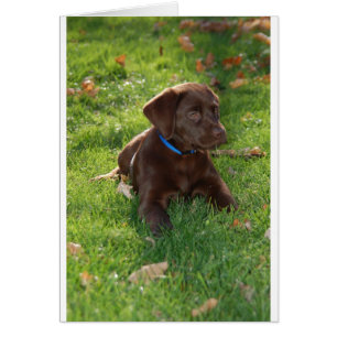 Chiot de laboratoire de chocolat