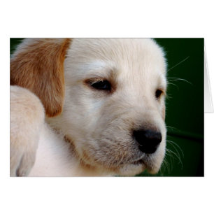 Chiot de laboratoire jaune