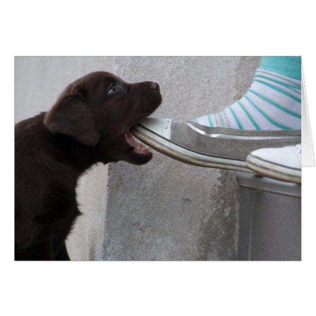 Chiot de Labrador Brown (Devant horizontal)