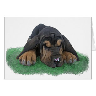 chiot de limier