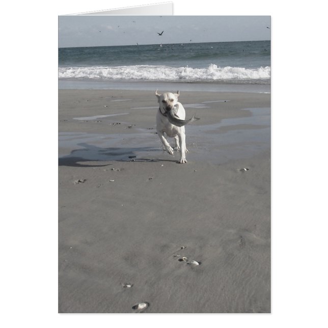 Chiot de mulet (Devant)