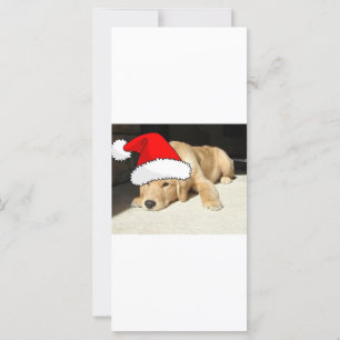 Chiot de Noël Golden Retriever
