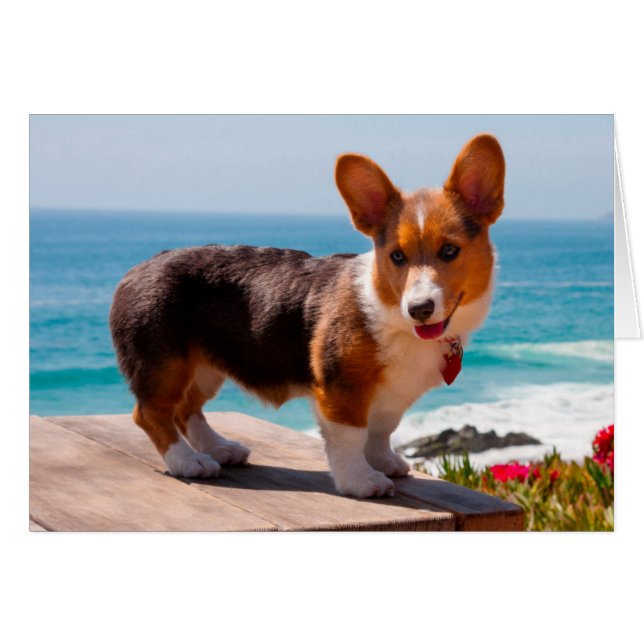 chiot de Pembroke Welsh Corgi debout sur une table (Devant horizontal)