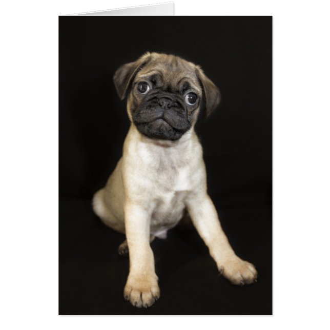 Chiot de petit Carlin Extraordinaire (Devant)