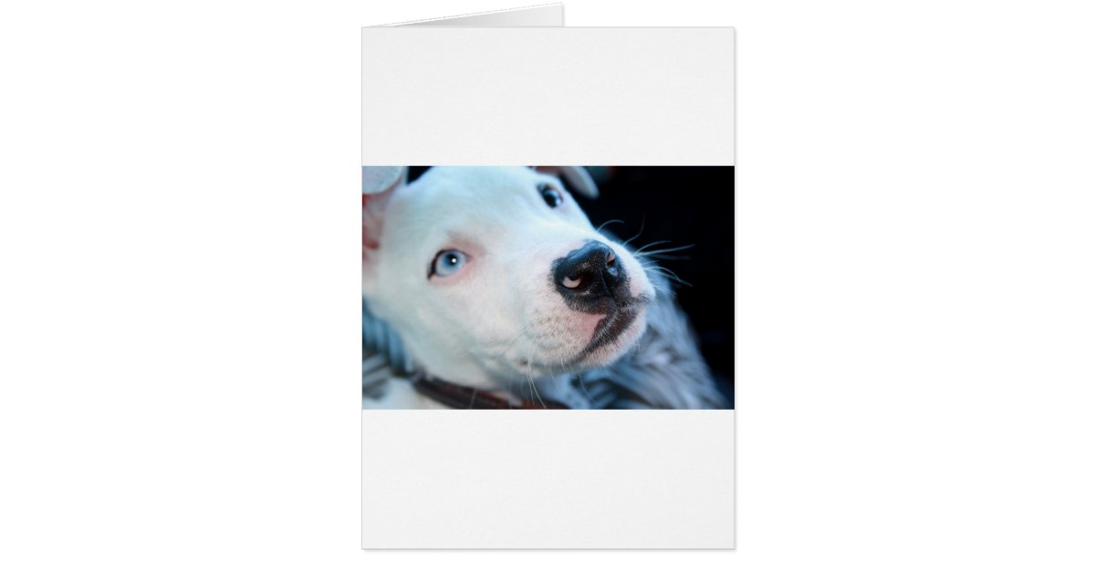 Chiot De Pitbull De Bebe Zazzle Fr