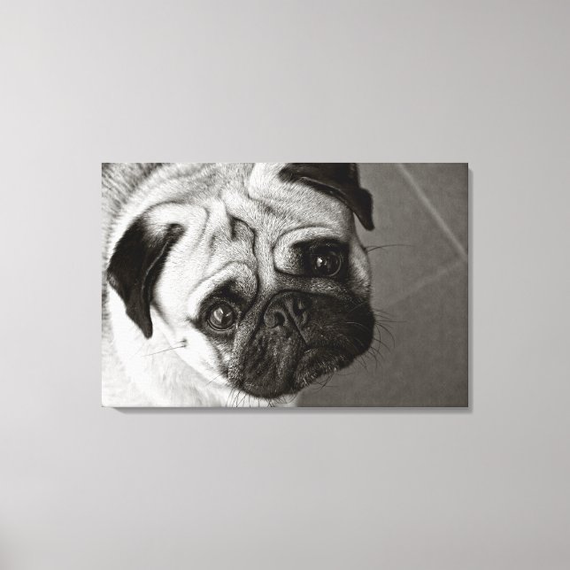 Chiot de Pug sur la toile (Recto)