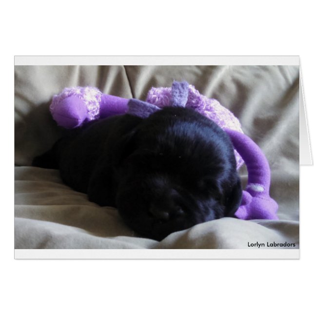 Chiot de récupération Black Labrador sur une carte (Devant horizontal)