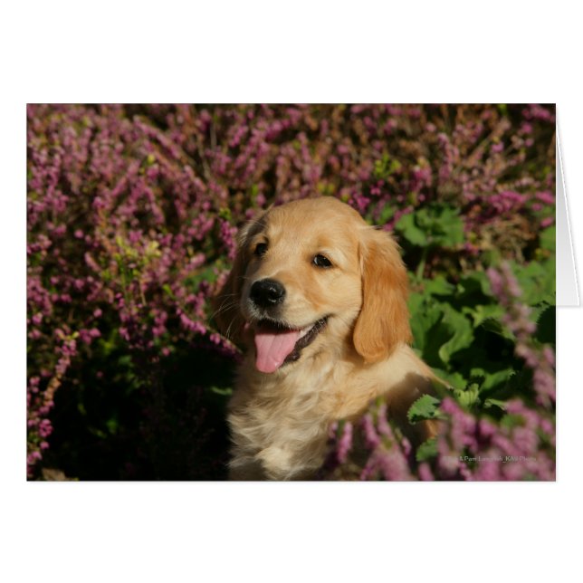 Chiot de rétracteur d'or (Devant horizontal)