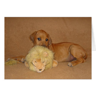 Chiot de Rhodesian Ridgeback