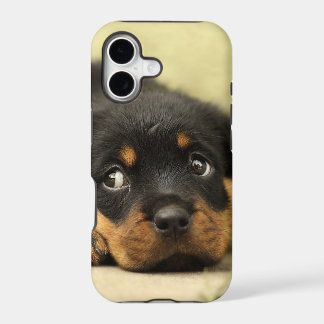 Chiot de rottweiler curieux